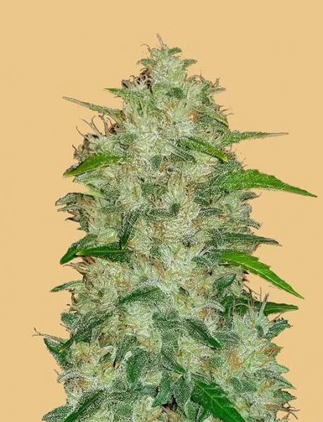 Original Chemdawg autoblomstrende cannabisfrø fra Fastbuds Seeds