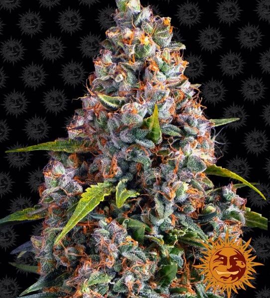 Strawberry Cheesecake autoblomstrende skunkfrø fra Barneys Farm