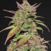 Smoothie autoblomstrende cannabisfrø med bær- og mangosmag