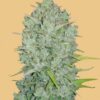 Original Northern Lights autoblomstrende cannabisfrø fra Fastbuds Seeds