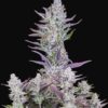 Wedding Glue autoblomstrende cannabisfrø fra Fast Buds med sød aroma