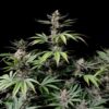 Cherry Cola autoblomstrende cannabisfrø med sød kirsebæraroma