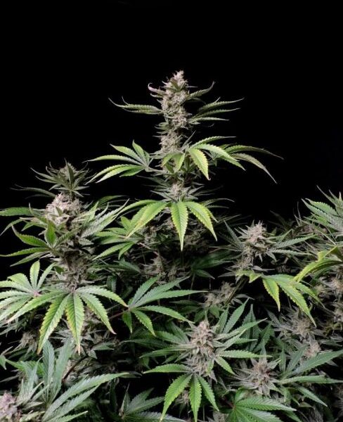 Cherry Cola autoblomstrende cannabisfrø med sød kirsebæraroma