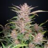 Banana Purple Punch autoblomstrende cannabisfrø fra Fast Buds