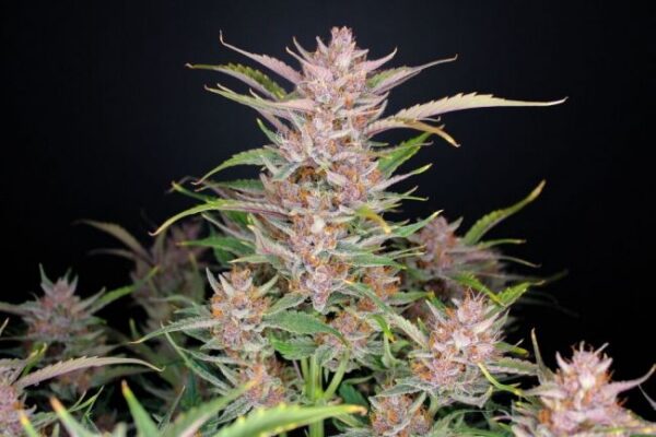 Banana Purple Punch autoblomstrende cannabisfrø fra Fast Buds