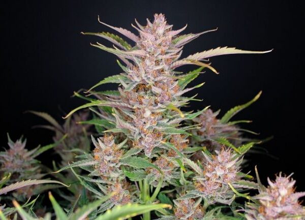 Banana Purple Punch autoblomstrende cannabisfrø fra Fast Buds