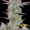 Gorilla Cookies autoblomstrende cannabisfrø med chokoladearoma