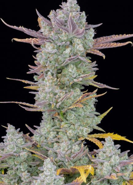 Gorilla Cookies autoblomstrende cannabisfrø med chokoladearoma