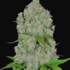 Orange Sherbet autoblomstrende cannabisfrø med søde citrusnoter