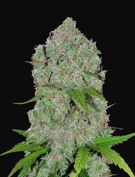 Orange Sherbet autoblomstrende cannabisfrø med søde citrusnoter