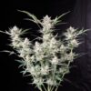 Strawberry Gorilla autoblomstrende cannabisfrø med jordbærduft