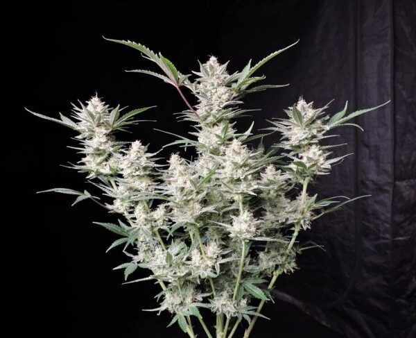 Strawberry Gorilla autoblomstrende cannabisfrø med jordbærduft