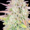 Original Trainwreck autoblomstrende cannabisfrø fra Fastbuds Seeds