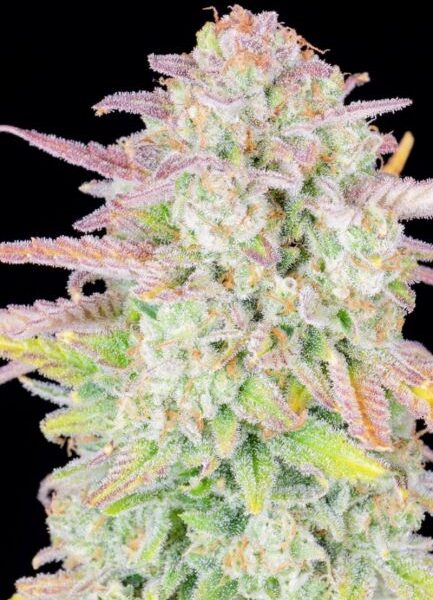 Original Trainwreck autoblomstrende cannabisfrø fra Fastbuds Seeds