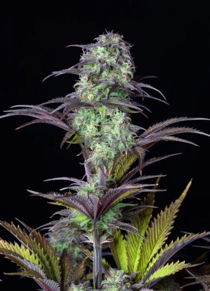 Original Blueberry autoblomstrende cannabisfrø fra Fastbuds Seeds