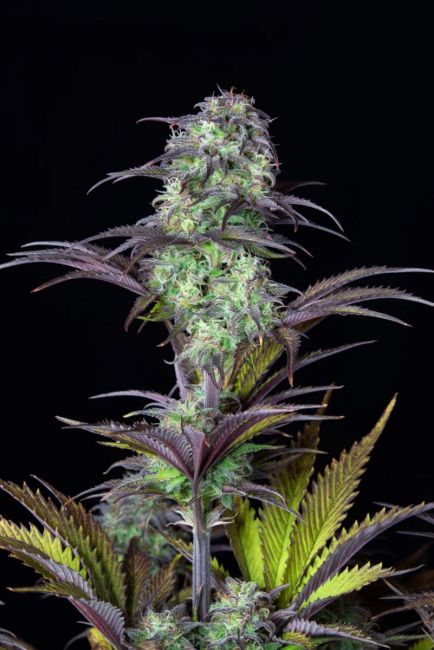 Original Blueberry autoblomstrende cannabisfrø fra Fastbuds Seeds