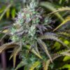 Original Big Bud autoblomstrende cannabisfrø fra Fastbuds Seeds