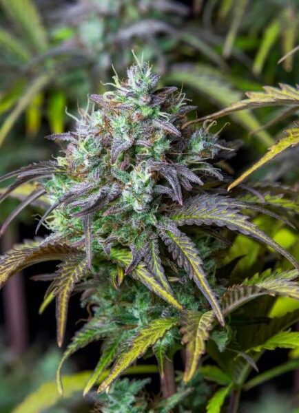 Original Big Bud autoblomstrende cannabisfrø fra Fastbuds Seeds