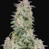Forbidden Runtz autoblomstrende cannabisfrø med frugtaroma fra Fast Buds