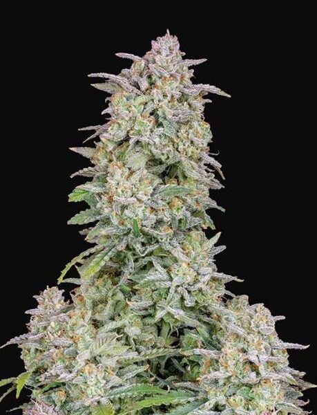 Forbidden Runtz autoblomstrende cannabisfrø med frugtaroma fra Fast Buds
