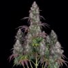 Lemon Pie autoblomstrende cannabisfrø med citrusaroma fra Fast Buds