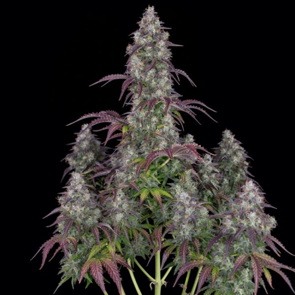 Lemon Pie autoblomstrende cannabisfrø med citrusaroma fra Fast Buds