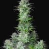 Kosher Cake autoblomstrende cannabisfrø fra Fast Buds med kagearoma