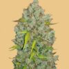 Original Bubblegum autoblomstrende cannabisfrø fra Fastbuds Seeds