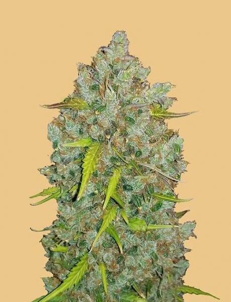 Original Bubblegum autoblomstrende cannabisfrø fra Fastbuds Seeds
