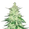 CBD 1:1 autoblomstrende cannabisfrø med mild effekt