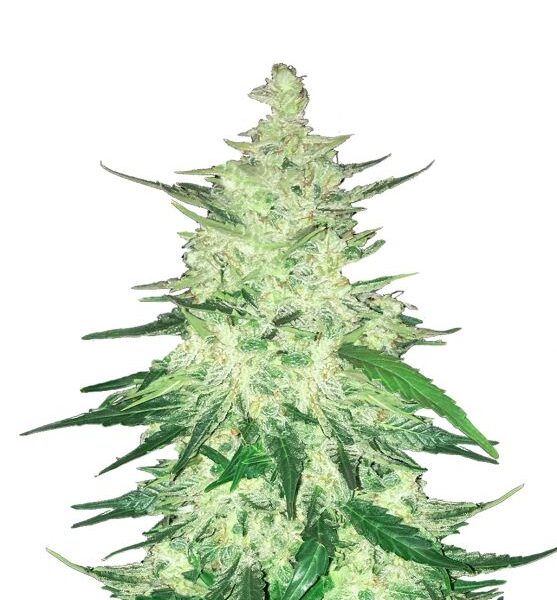 CBD 1:1 autoblomstrende cannabisfrø med mild effekt