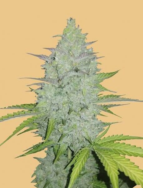 Original Cheese autoblomstrende cannabisfrø fra Fastbuds Seeds