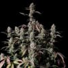 Gorilla Zkittlez autoblomstrende cannabisfrø med tropisk frugtsmag
