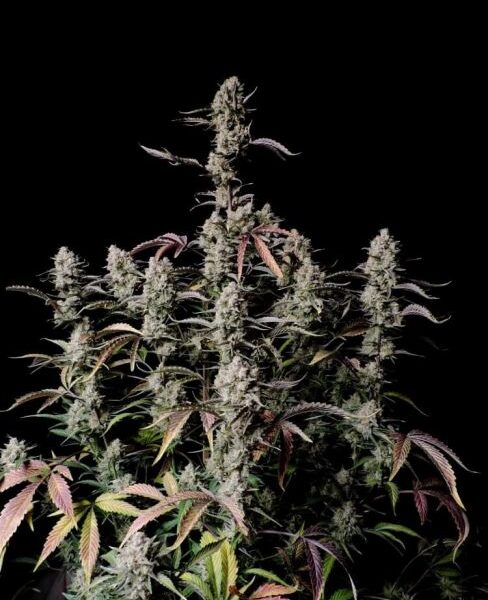 Gorilla Zkittlez autoblomstrende cannabisfrø med tropisk frugtsmag