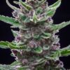 Tropicana Cookies autoblomstrende cannabisfrø fra Fast Buds
