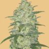 Original White Widow autoblomstrende cannabisfrø fra Fastbuds Seeds