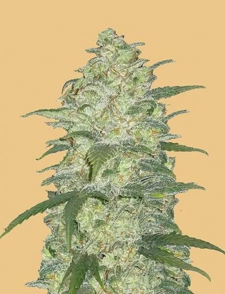 Original White Widow autoblomstrende cannabisfrø fra Fastbuds Seeds