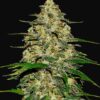 Wedding Cheesecake autoblomstrende cannabisfrø med vanilje- og flødesmag.