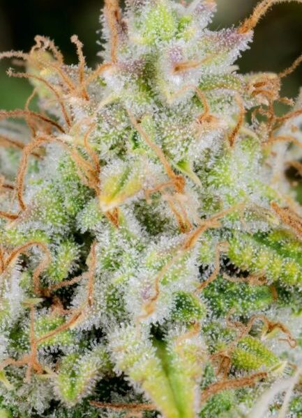 Original Cinderella autoblomstrende cannabisfrø fra Fastbuds Seeds