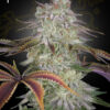 Alienz feminiserede cannabisfrø fra Green House Seeds