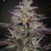 Banana Krumble feminiserede cannabisfrø fra Green House Seeds