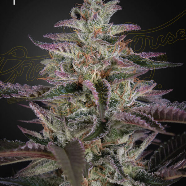 Banana Krumble feminiserede cannabisfrø fra Green House Seeds