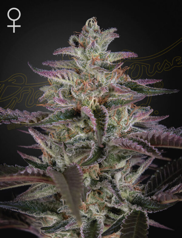 Banana Krumble feminiserede cannabisfrø fra Green House Seeds