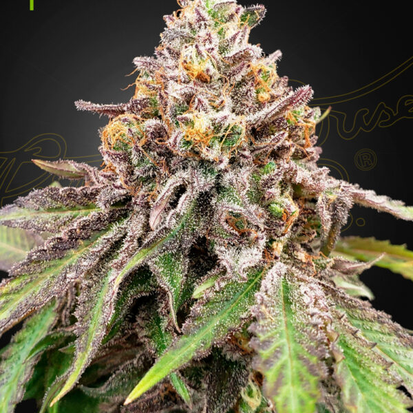 Blue Haze x Gelato 41 autoblomstrende cannabisfrø fra Green House Seeds