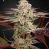 Chemical Bride feminiserede cannabisfrø fra Green House Seeds