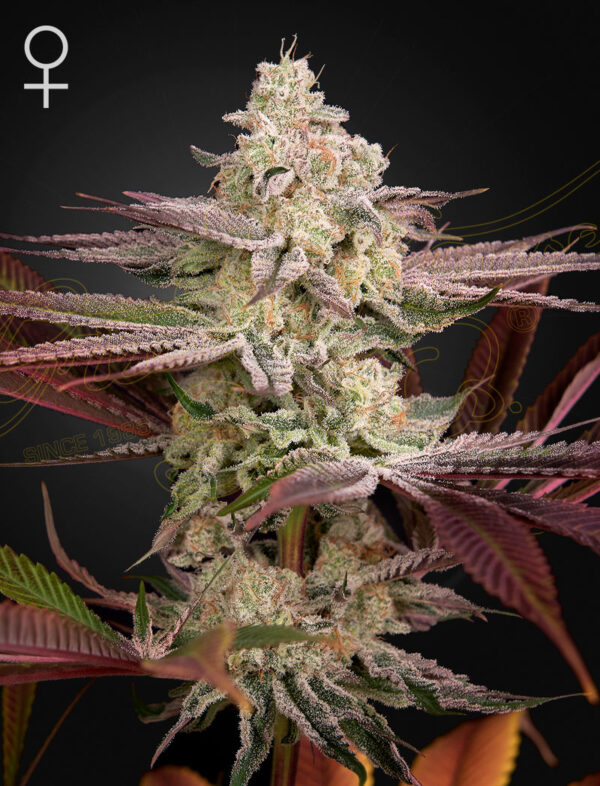 Chemical Bride feminiserede cannabisfrø fra Green House Seeds