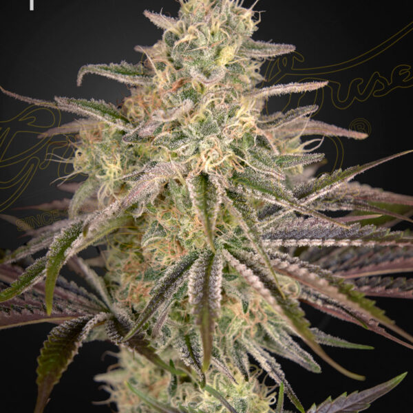 Cloud Walker feminiserede cannabisfrø fra Green House Seeds