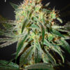 Damn Sour feminiserede cannabisfrø fra Green House Seeds