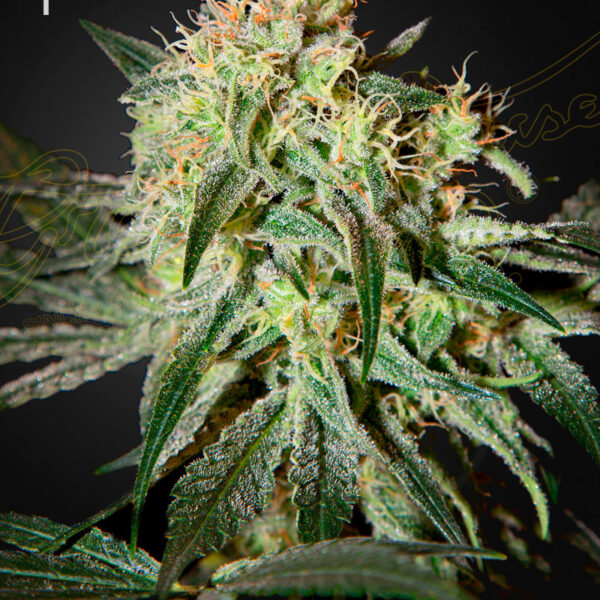 Damn Sour feminiserede cannabisfrø fra Green House Seeds