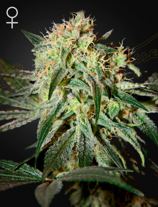Damn Sour feminiserede cannabisfrø fra Green House Seeds